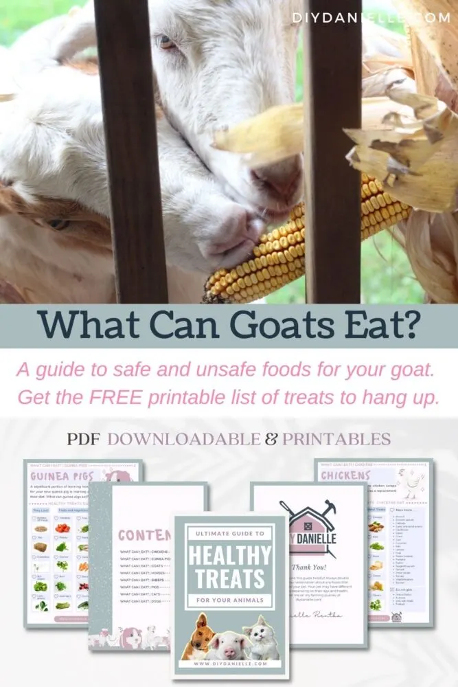 What can goats eat? A guide to safe and unsafe foods for your goat. Get the free printable list of treats to hang up in your barn.