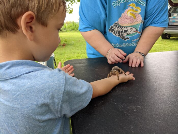 Child holding a tarantula at a reptile birthday party.