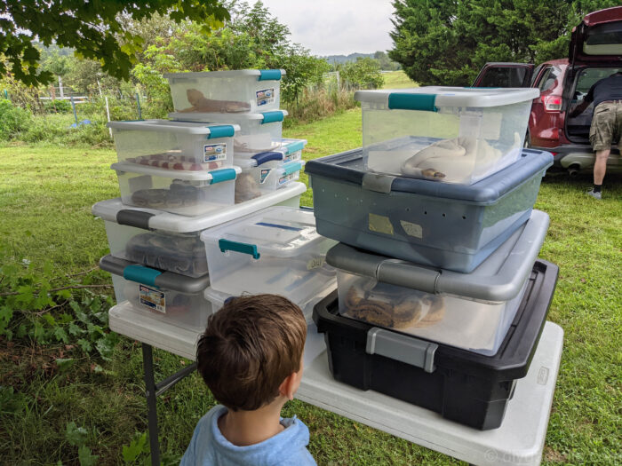 Containers of reptiles that make it easy for the company to take reptiles to parties and other places for demonstrations.