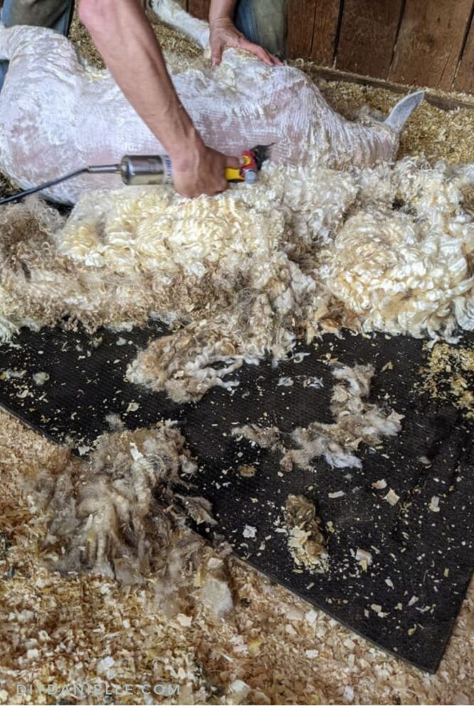 Photo of a sheep laying on her side as a shearer shaves her.