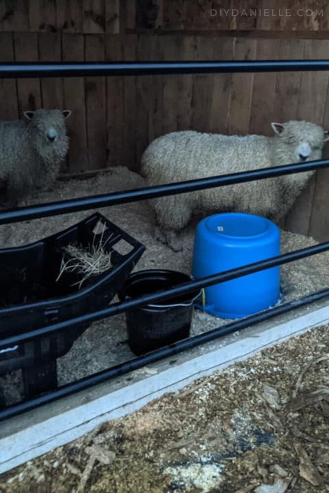 Two Cotswold sheep waiting to be sheared.