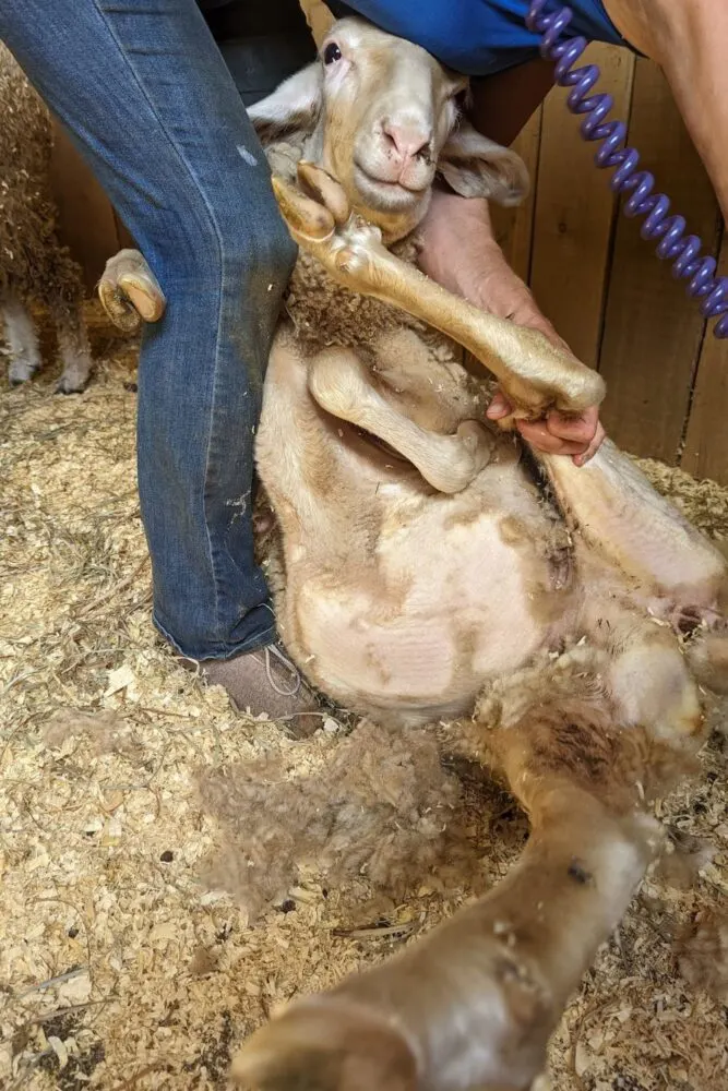 Young sheep being sheared for the first time.