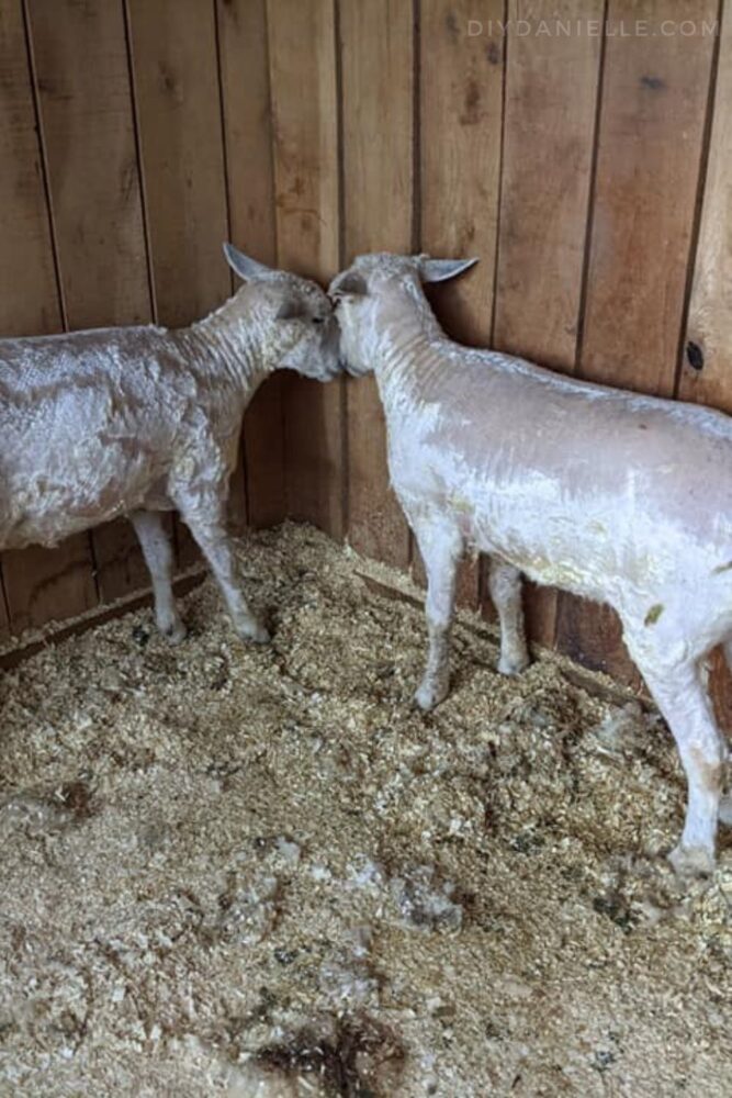 Photo of two sheep after being sheared.