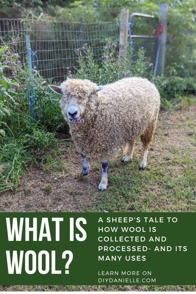 What is wool? A sheep's tale about how wool is collected and processed, as well as its many uses. Photo of a Cotswold sheep eating purple thistle flowers next to a wire fence.