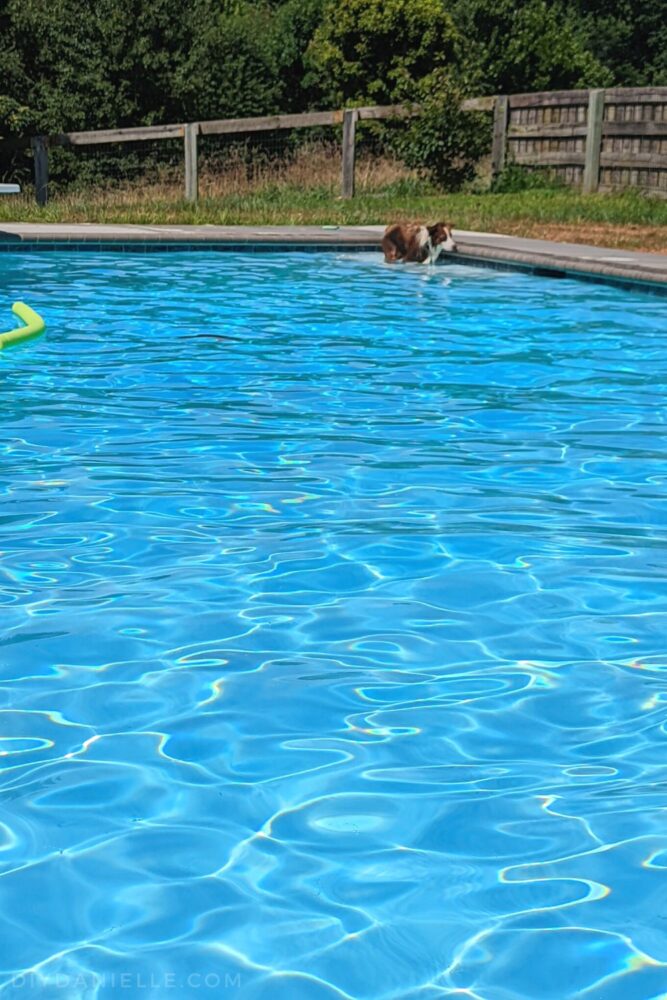 Dog standing on the lounge area in an in-ground swimming pool.