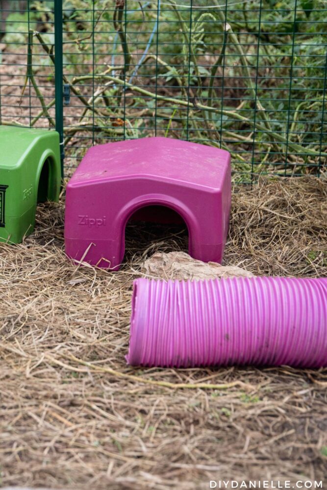 Omlet Zippi Huts (like an igloo) for guinea pigs, in purple and green.
