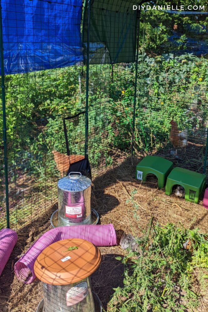 Close up of our guinea pig run outdoors. I throw them weeds (these were safe for guinea pigs- they are NOT tomato plants although they sort of look like it in the photo). They have a big waterer and feeder in the run.