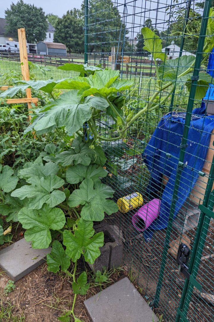 Review of the Omlet Outdoor Guinea Pig Enclosure - DIY Danielle®