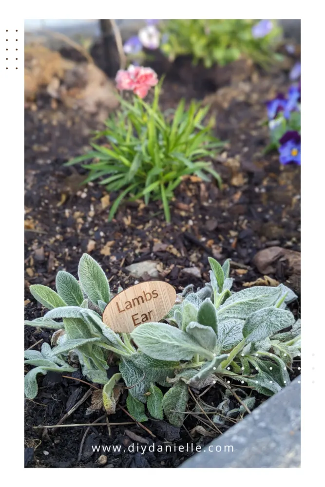 Wood Laser Engraved Plant marker that says "Lambs Ear" inside a Lambs Ear Plant. Carnation plant growing in the background. Engraved with the xTool M1 Laser Cutting machine.