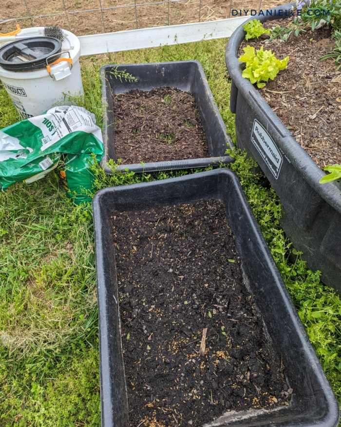 Beginning growth for DIY barley mats for our guinea pigs.