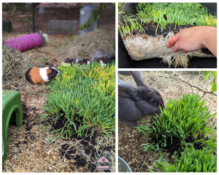 DIY Barley mats made for guinea pigs and a rabbit.