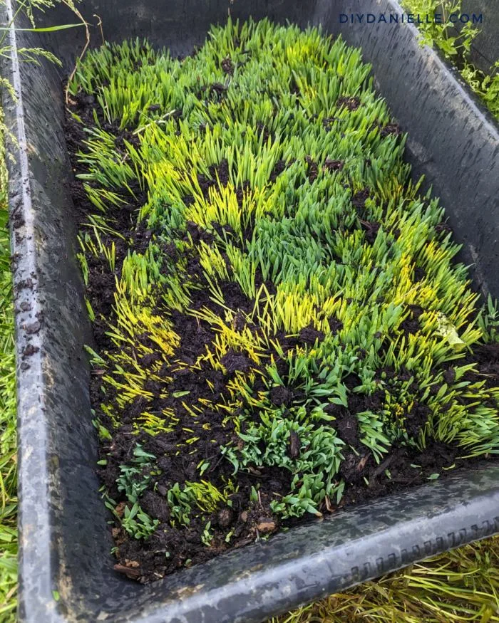 Full growth DIY barley mats for our guinea pigs.