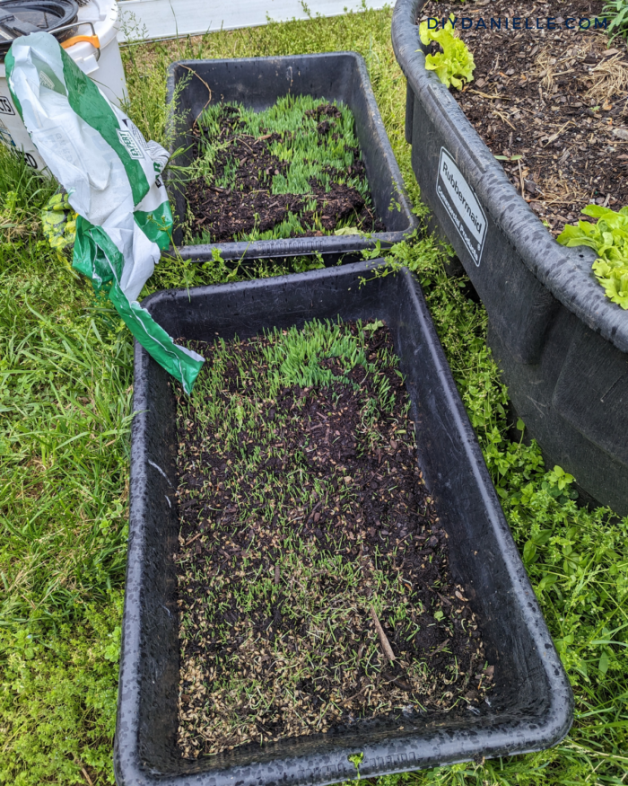 Beginning growth for DIY barley mats for our guinea pigs... probably about 1 week after seeding.