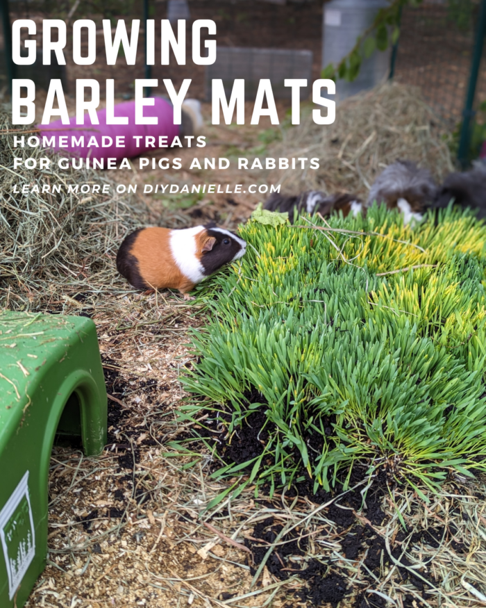 Growing barley mats as homemade treats for guinea pigs and rabbits. Photo of guinea pigs munching on a large barley mat in their outdoor run.