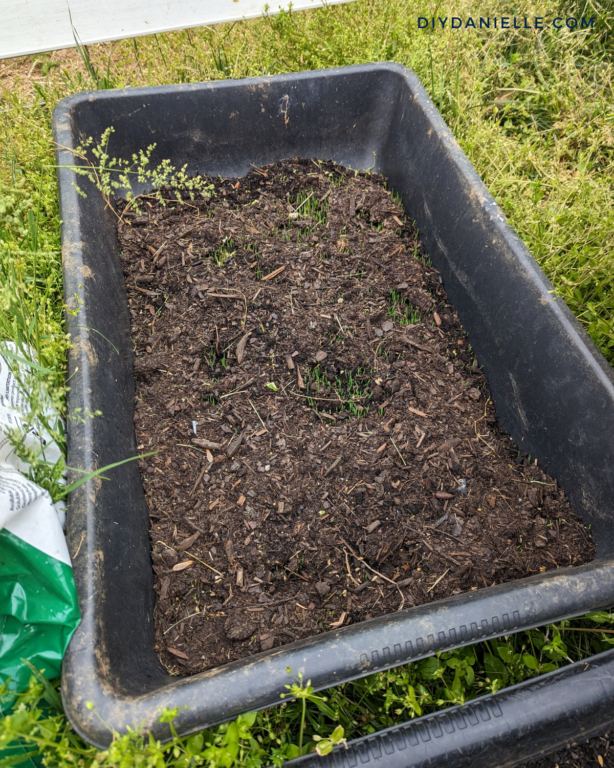 Make DIY Barley Mats for Homemade Guinea Pig Treats