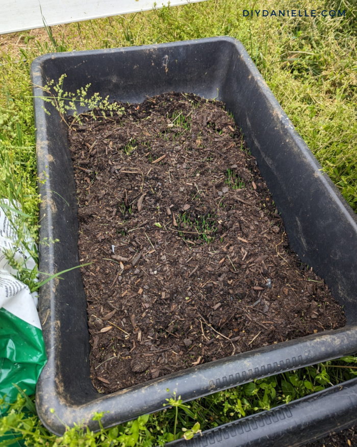 Beginning growth for DIY barley mats for our guinea pigs after a few days.