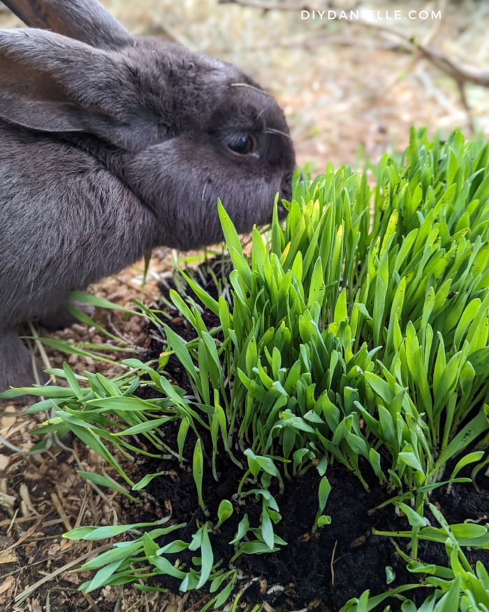 Rabbit nibbling at a DIY barley mat.