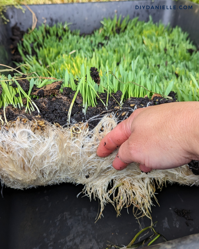 Root system of the DIY barley mats... you can see the roots are a SOLID base.