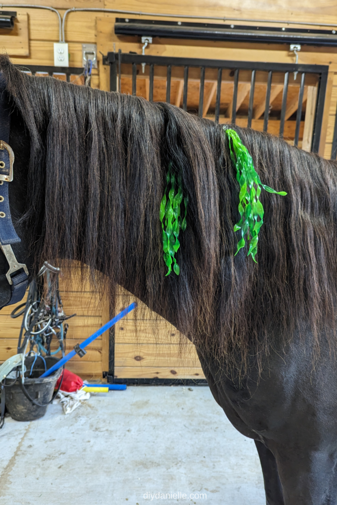 Placing artificial seaweed in my horses mane for a kelpie costume.