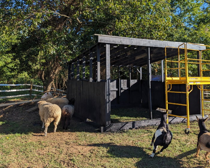 Front of the goat and sheep shed after painting it black. The animals immediately went to check out the wet paint. Thanks y'all. Yellow scaffolding in front of the structure.
