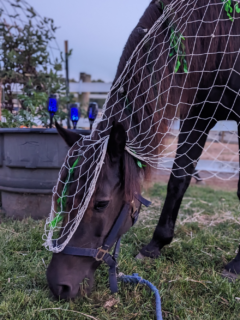 Kelpie costume, lights, and bubbles once it got a bit darker at night. My dressed up mare is grazing contentedly.