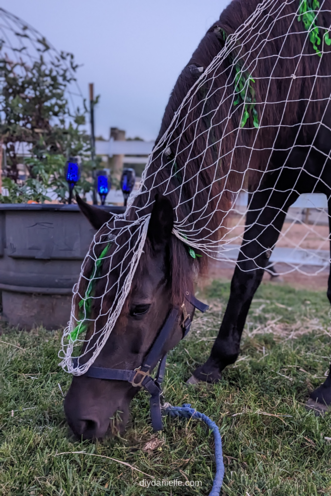 Kelpie costume, lights, and bubbles once it got a bit darker at night. My dressed up mare is grazing contentedly. 