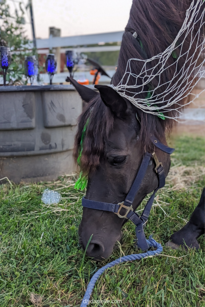 DIY Horse Costume: This Halloween costume is for a black horse. We dressed up our mare as a Scottish kelpie. This photo is of the horse's head and neck as she's grazing. There is artificial seaweed in her tail and she has a fishnet draped over her. In the background are bubbles and blue lights.