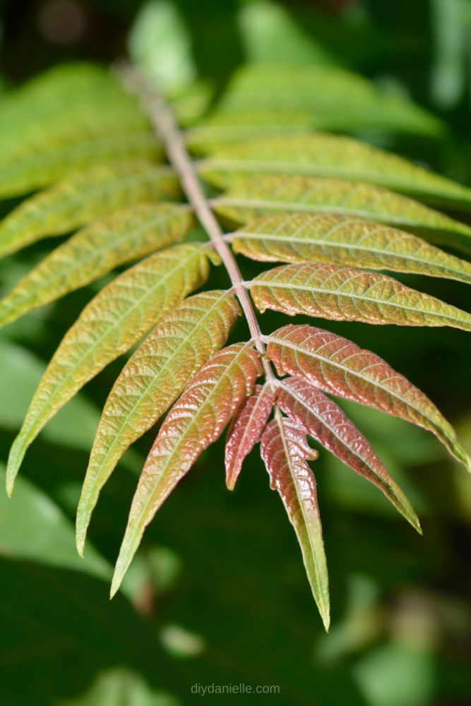 Close up of the tree of heaven leaves which is green and often a shiny reddish as well, giving it the appearance of a poison ivy leaf.
