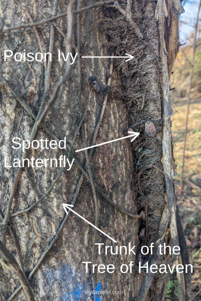 Close up of the trunk of a large Tree of Heaven tree. On the side, there's a thick poison ivy vine and Spotted Lanternflies are on the tree and poison ivy as well. 