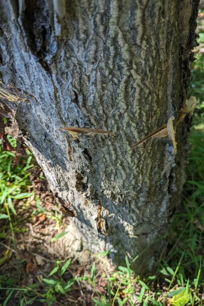 Wounds cut along the outside of the Tree of Heaven tree so we can add herbicide carefully.