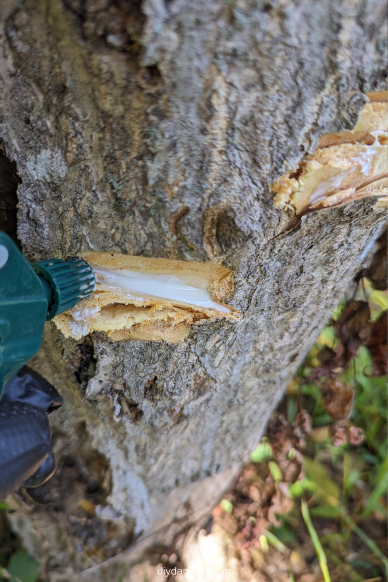 How to Get Rid of Tree of Heaven DIY Danielle®