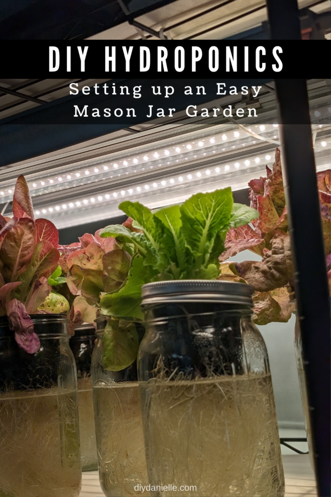 It’s easy to set up a DIY mason jar hydroponics garden indoors using mason jars, seeds or sprouts, and basic basket pots.
