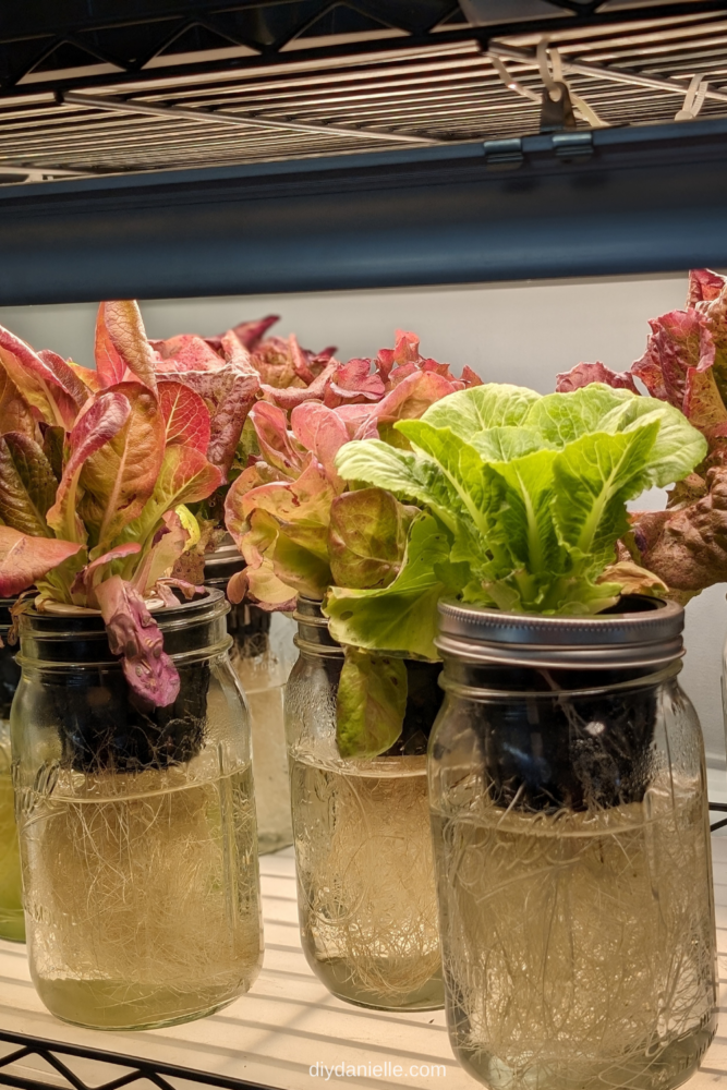 Small red and green lettuces sprouting from an indoor hydroponics garden made from mason jars and net pots. 