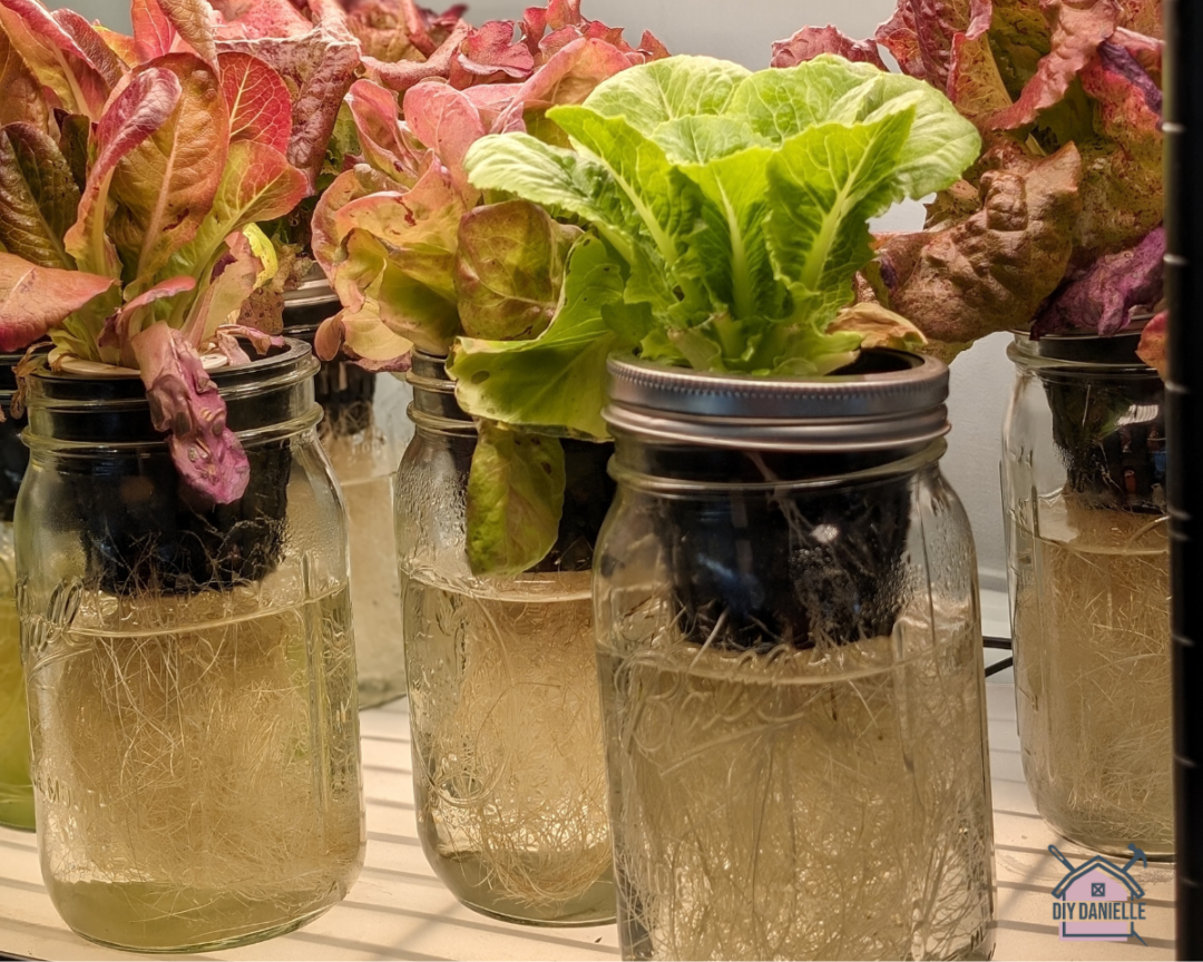 DIY Hydroponics: Setting up an Easy Mason Jar Garden - DIY Danielle®