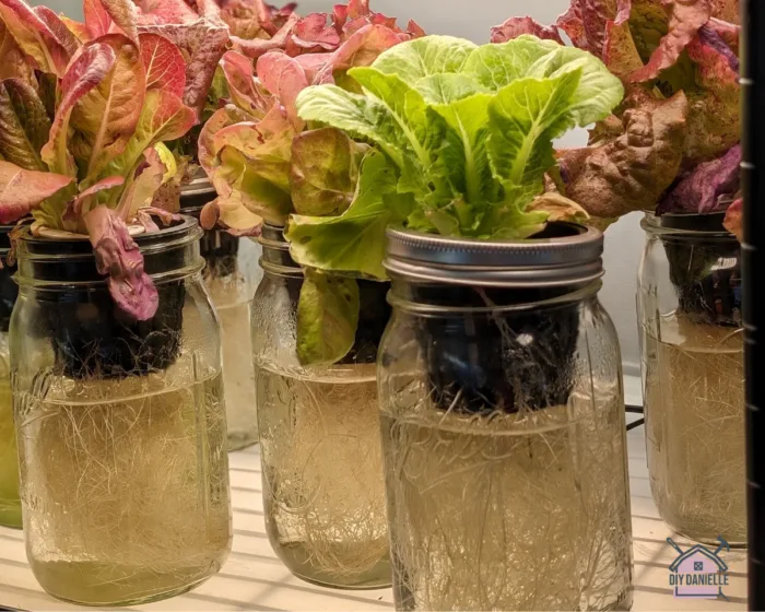 Small red and green lettuces sprouting from an indoor hydroponics garden made from mason jars and net pots.