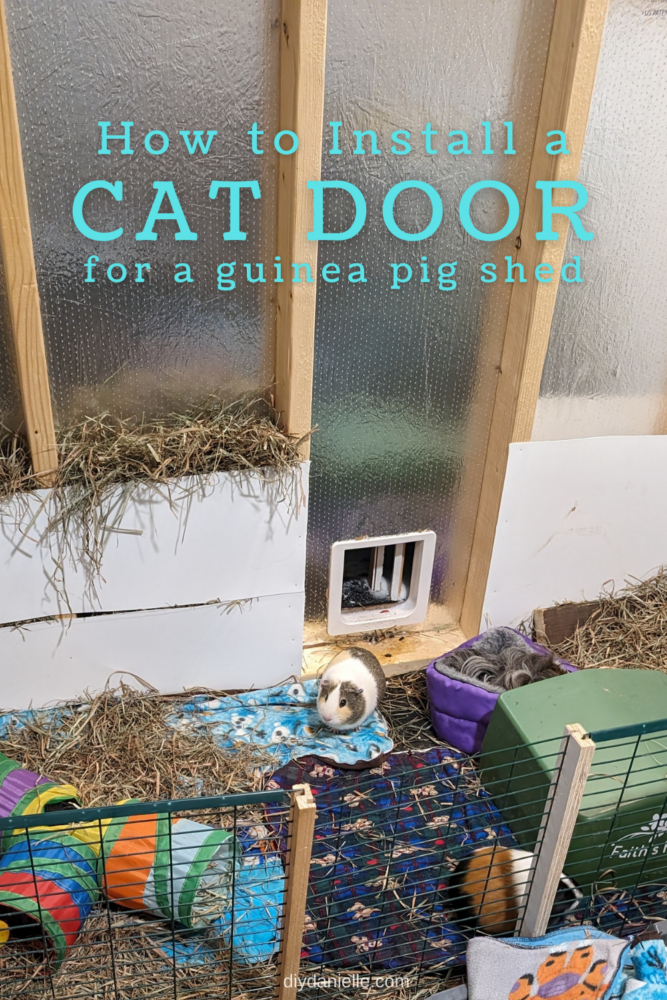 A guinea pig in front of the installed cat door, enjoying the interior pen inside the shed, surrounded by colorful tubes and patterned blankets. Text says: How to install a cat door for a guinea pig shed.
