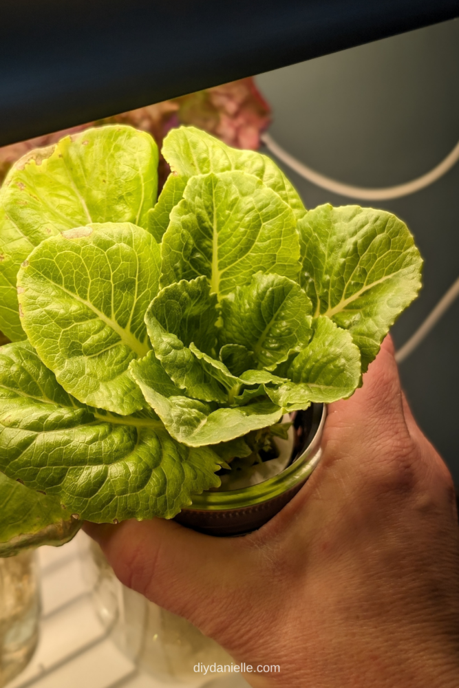 A small head of green lettuce growing in a hydroponic mason jar.
