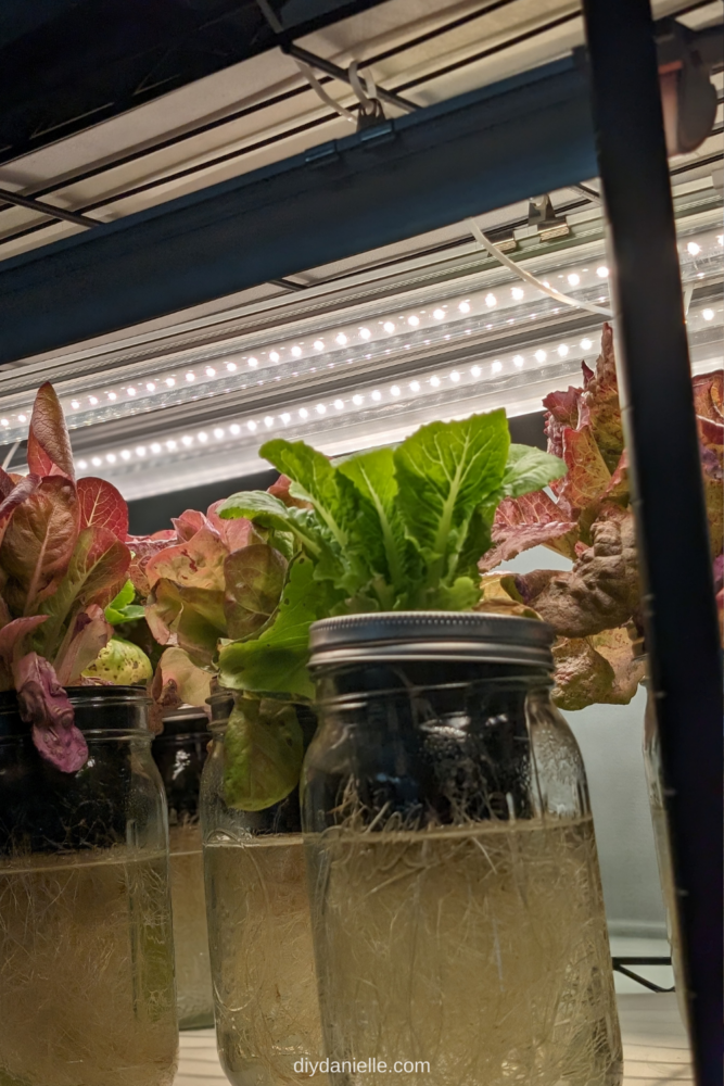 An indoor hydroponics mason jar growing system on a shelf under grow lights.
