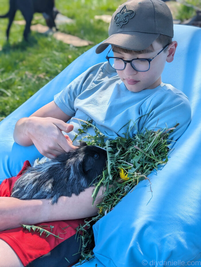 Teenage white boy with glasses and a scouts hat sitting on a blue Moon Pod bean bag chair with the bolster, holding a black and white guinea pig with lots of dandelion leaves and flowers piled for the guinea pig to eat.