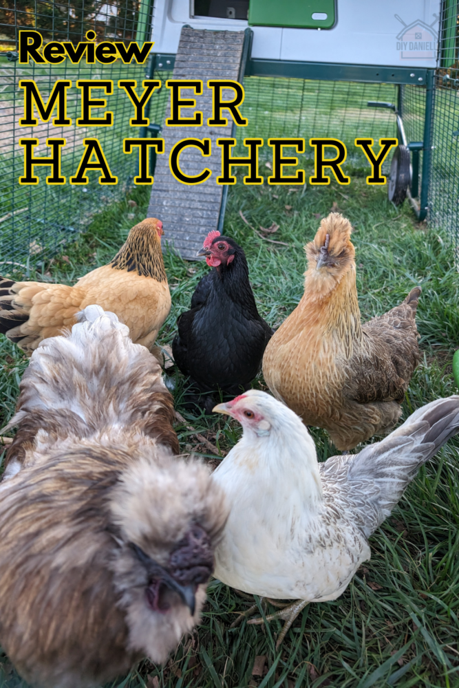 Review of the Meyer Hatchery. Photo of 4 bantam chickens full grown from Meyer Hatchery and one silkie rooster.