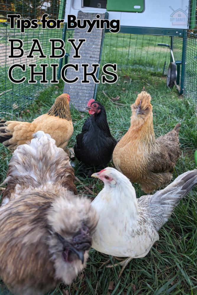 Tips for buying baby chicks and a review of the Meyer Hatchery. Photo of 4 bantam chickens full grown from Meyer Hatchery and one silkie rooster.
