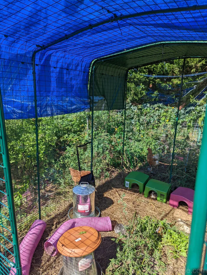 Photo of a clear tarp attached to the sides of an outdoor run with zipties. There are also dark tarps over the run.