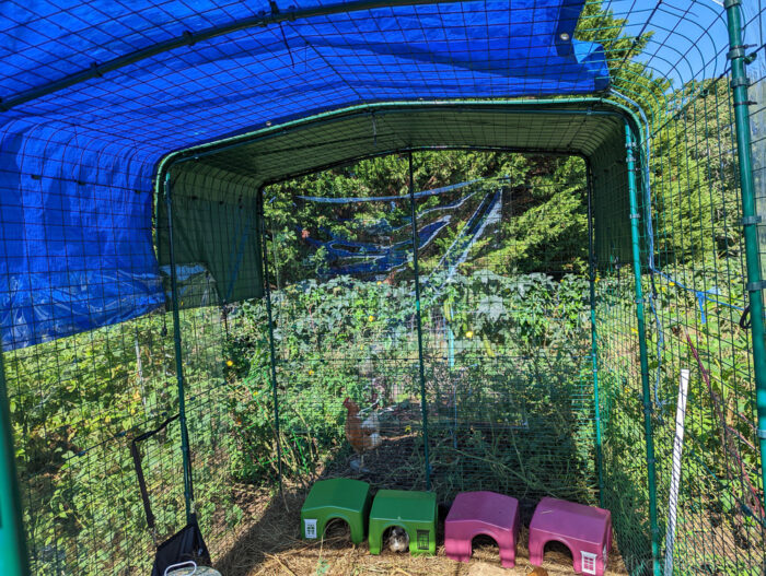 Photo of a clear tarp attached to the sides of an outdoor run with zipties. There are also dark tarps over the run.