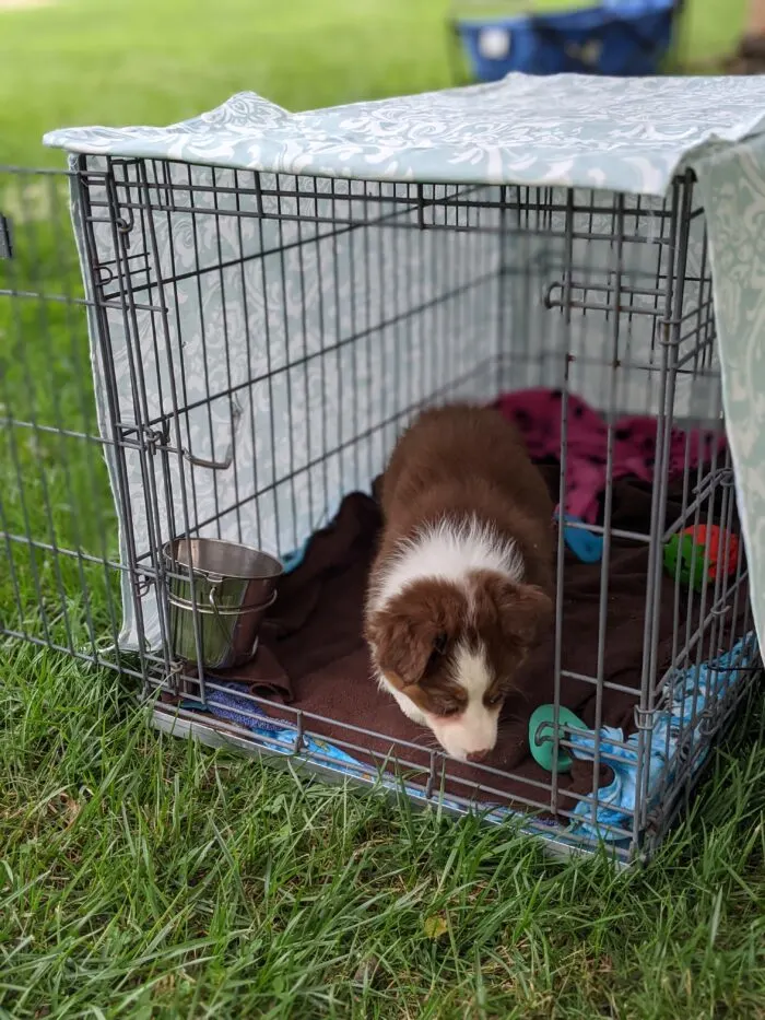 Dog resting inside crate with a cozy DIY fabric crate cover fitted snugly over it.