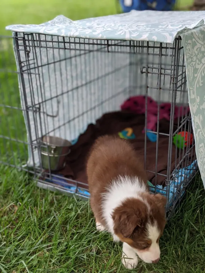 Dog walking out of crate covered with a snug, handmade fabric dog crate cover.