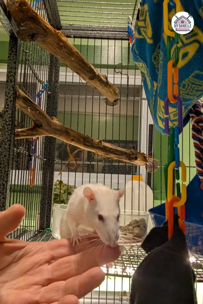 Photo of a white rat on a person's hand with two wood perches attached to a wire enclosure in the background.