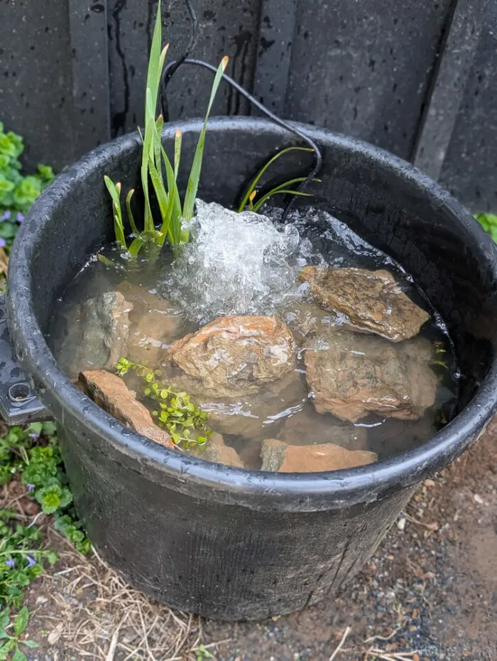 Overhead view of the small pond using a black muck bucket, rocks from around my property, creeping jenny, and some cattails. They're not in bloom yet, but they should take over this small pond at some point.