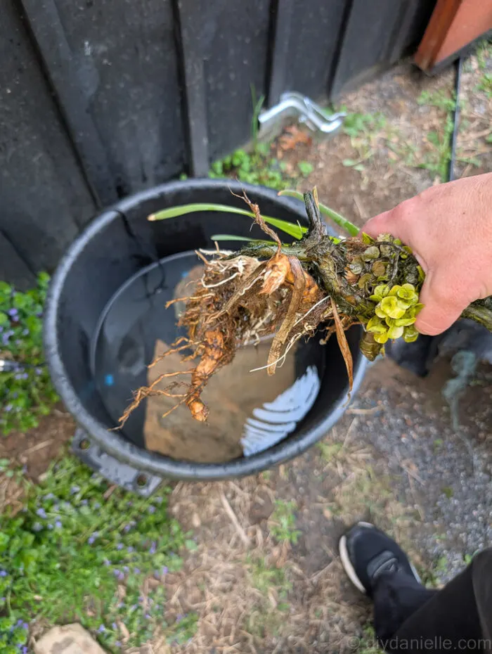 Handful of pond plants stolen from my bigger pond. These should work in this small pond and help provide additional water clarity and beauty. I am using creeping jenny (a favorite), either Sweet flag or Broadleaf Cattail, and some type of water lily root, I believe.