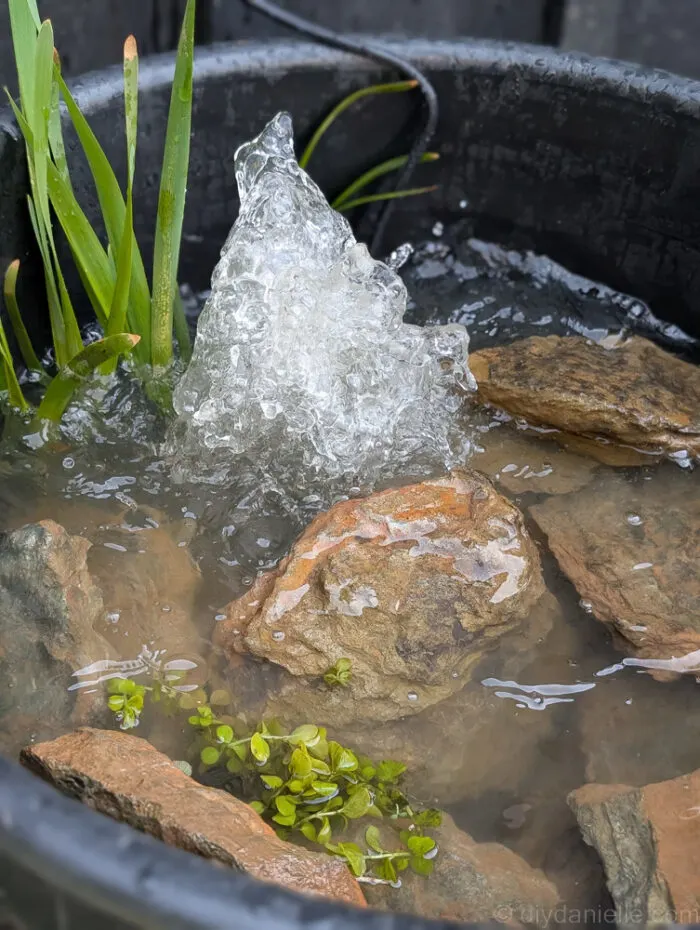 Close up view of the small pond using a black muck bucket, rocks from around my property, creeping jenny, and some cattails. They're not in bloom yet, but they should take over this small pond at some point.
The filter used is also the fountain and is creating bubbling water arising out of the rocks and plants.
