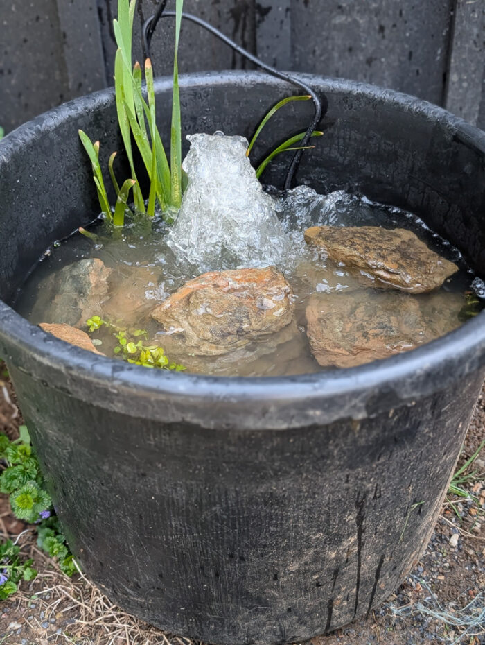 DIY Mini Pond with a pond filter/pump installed. The photo is a close up view of the small pond using a black muck bucket, rocks from around my property, creeping jenny, and some cattails. They're not in bloom yet, but they should take over this small pond at some point.